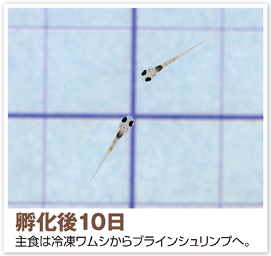孵化後10日