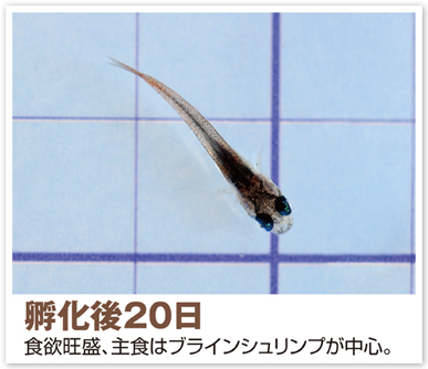 孵化後20日