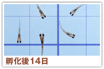 孵化後14日