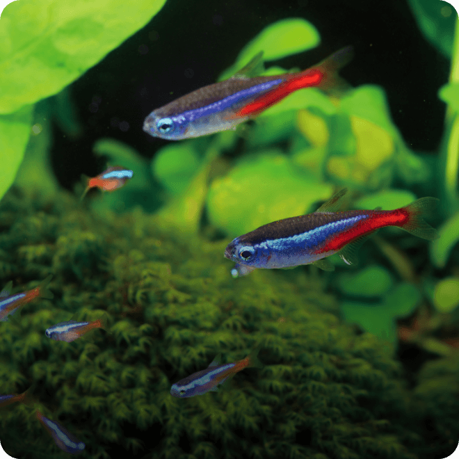 ネオンテトラの繁殖Breeding of Neon tetra