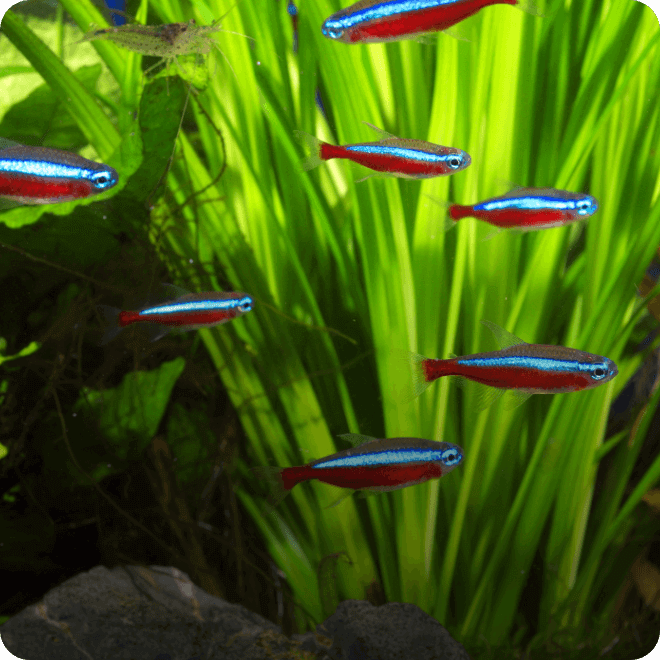 カージナルテトラの繁殖Breeding of Cardinal tetra