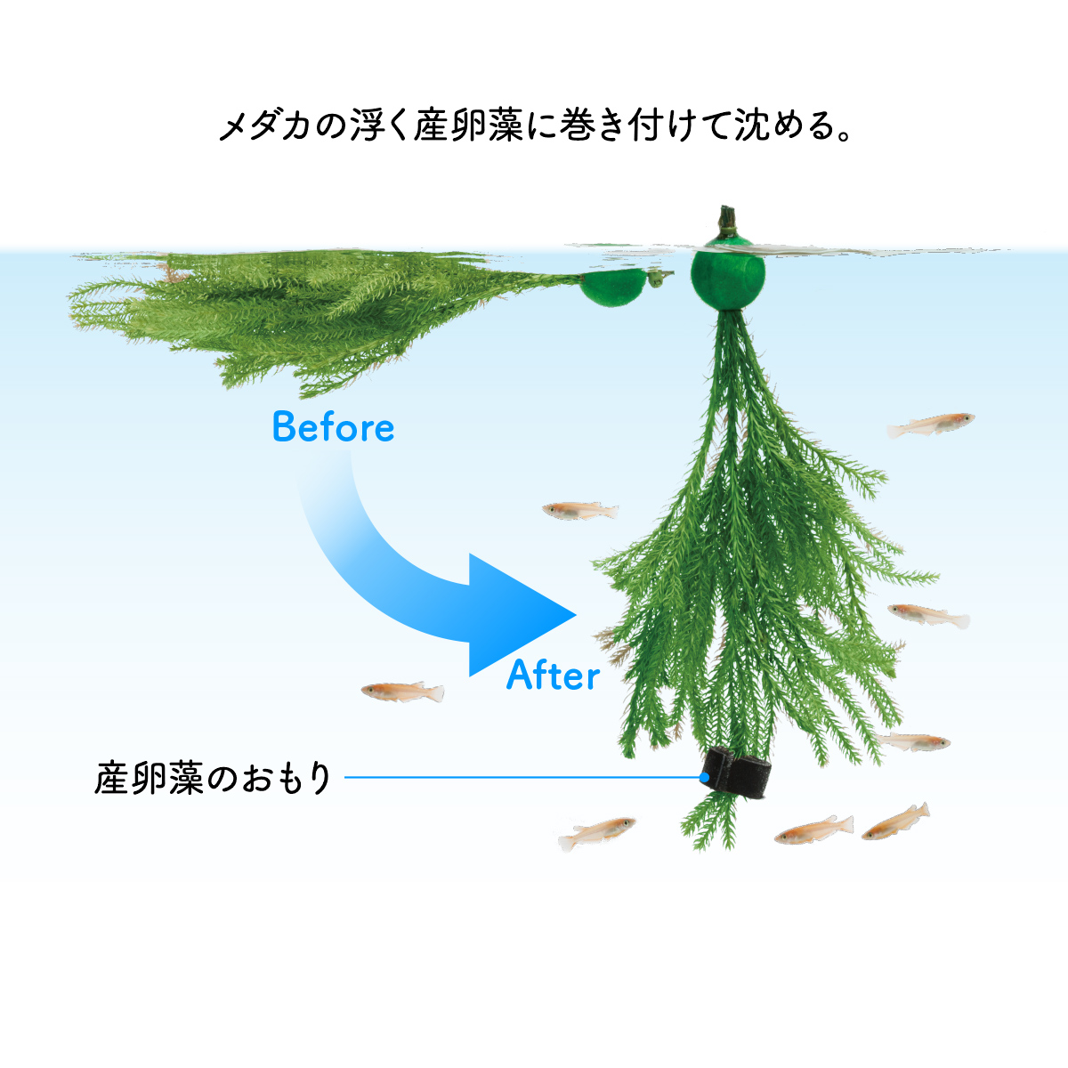 産卵藻のおもり | 株式会社スドー｜観賞魚・水草 爬虫類 小動物 小鳥用品